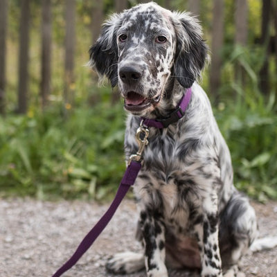 new_earth_collar_soya_berenja_extra_small_2