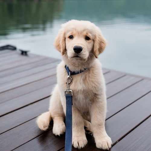 new_earth_correa_menta_medium_2