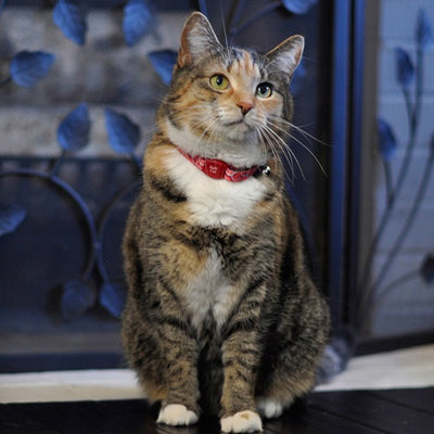 fashion_hearts_collar_cat_2