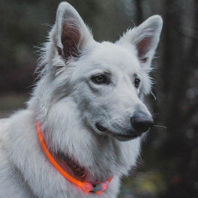 collar_de_luz_con_usb_medium_2