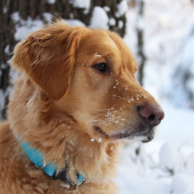 new_earth_collar_soya_menta_extra_small_2