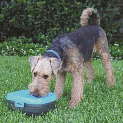 dog_h20_fuente_bebedera2_4897030554384.jpg