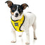 fuzzyard_arnes_perro_monkey_mania2_9345719018665.jpg