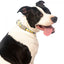 fuzzyard_collar_perro_pina_colada2_9345719033040.jpg