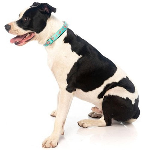 fuzzyard_collar_perro_summer_punch2_9345719033095.jpg