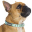 fuzzyard_collar_perro_tucson2_9345719018115.jpg