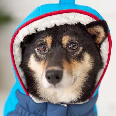 gfpet_parka_azul2_perro_824348732221.jpg