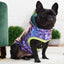 gfpet_parka_tornasol2_perro_824348860726.jpg