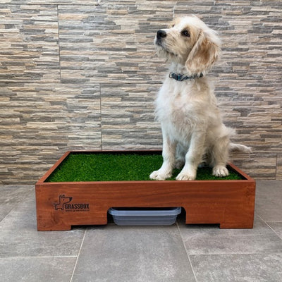 grassbox_baño_pasto_sintetico2_perro_0763331492080.jpg