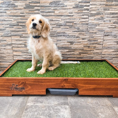 grassbox_baño_pasto_sintetico_perro_0763331492103.jpg