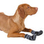 kerbl_botas2_perro_4018653907887.jpg