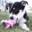 kong_binkie_chupete_juguete2_perro_035585131207.jpg