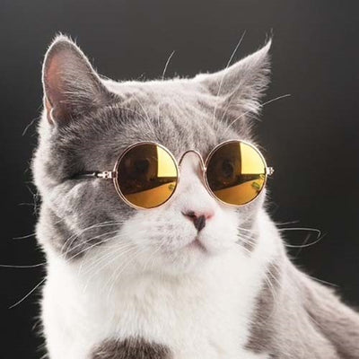 marben_pets_lentes_fashion_perro_gato2_709081030356.jpg