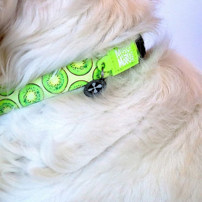 max_and_molly_collar_kiwi2_perro_4894512023697.jpg