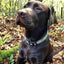 max_and_molly_collar_perro_donas2_4894512016224.jpg