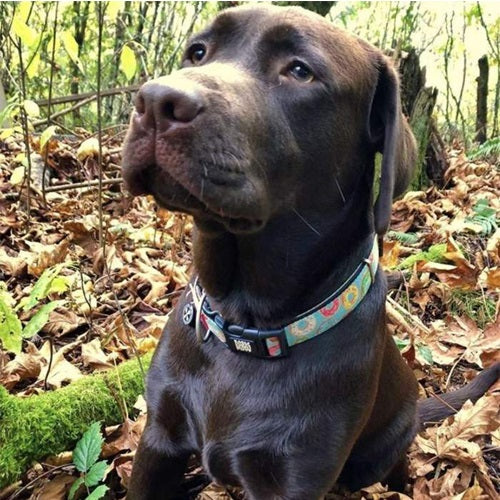 max_and_molly_collar_perro_donas2_4894512016224.jpg