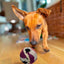 pelota_tenis2_perro_7852052747579.jpg