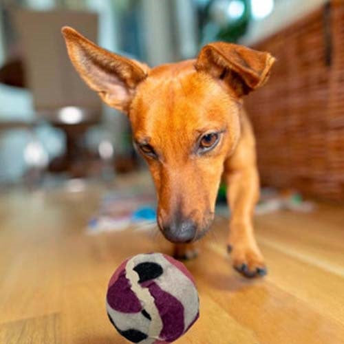 pelota_tenis2_perro_7852052747579.jpg