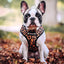 pepolli_arnes2_perro_659525243654.jpg