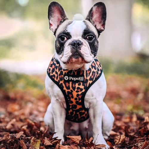 pepolli_arnes2_perro_659525243654.jpg