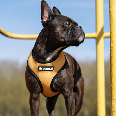 pepolli_arnes_dublin2_perro_659525243715.jpg