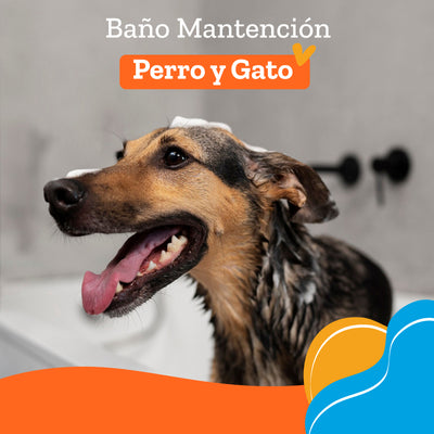 Peluqueria Baño Mantencion