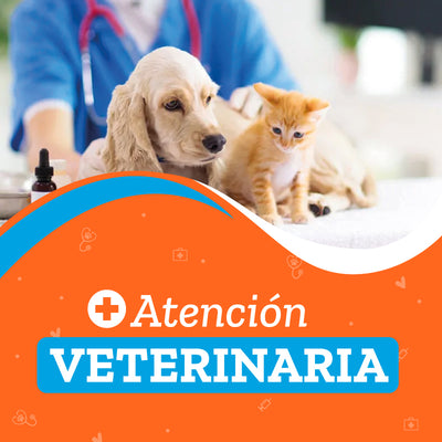 Servicio Consulta Veterinaria