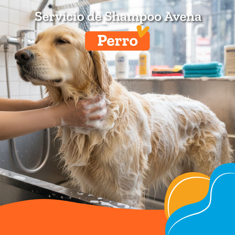 Servicio de Shampoo Avena + Perfume francésss