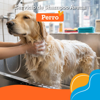 Servicio de Shampoo Avena + Perfume francésss