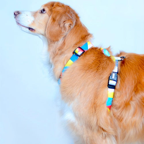 arnes_h_canica_medium_2