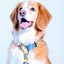 wauke_fauna2_arnes_perro_7880706809182.jpg