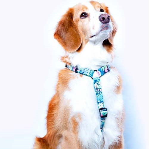 arnés_h_monteverde_small_2