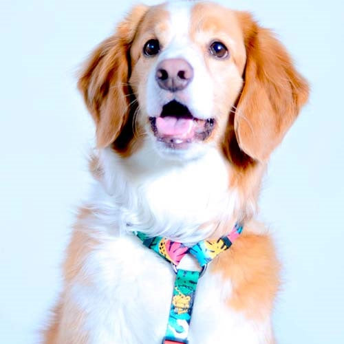 arnés_h_pardo_large_2