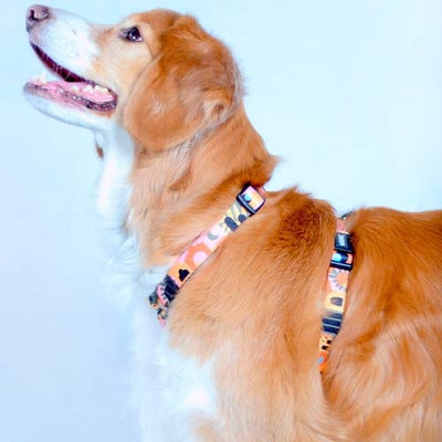 arnés_h_toledo_medium_2