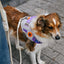 zeedog_acg_arnes2_perro_7908471104131.jpg