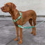 zeedog_army_arnes2_perro_7898582509140.jpg