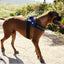 zeedog_arnes2_perro_7898582498062.jpg