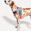 zeedog_arnes2_perro_7908471104209.jpg