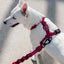 zeedog_bordeau_arnes2_perro_7898582508754.jpg