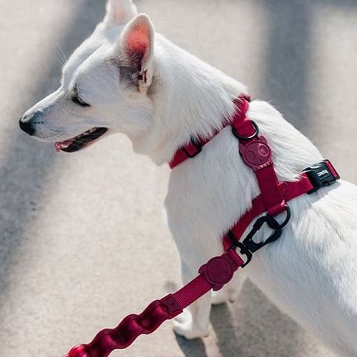 zeedog_bordeau_arnes2_perro_7898582508754.jpg