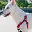 zeedog_bordeau_arnes2_perro_7898582509171.jpg