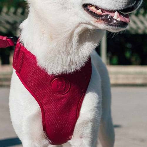 zeedog_bordeau_arnes2_perro_7898582509768.jpg