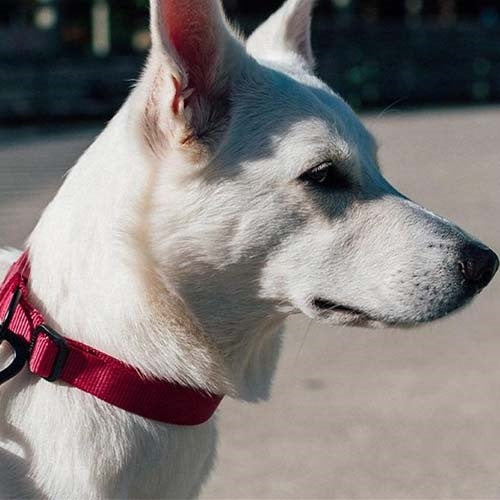 zeedog_bordeau_collar2_perro_7898582508327.jpg