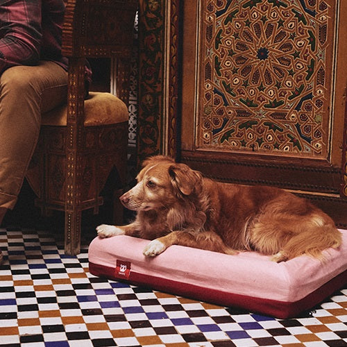 zeedog_cama_marrakesh_small_perro2_7898582495474.jpg