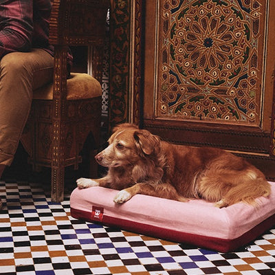 zeedog_cama_marrakesh_small_perro2_7898582495474.jpg