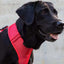 zeedog_coral_arnes2_perro_7898582509034.jpg
