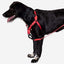 zeedog_coral_arnes2_perro_7898582509188.jpg