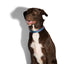 zeedog_crosby_collar_large2_collar_perros_7898582474639.jpg