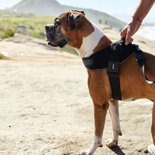 zeedog_gotham_arnes2_perro_7898582498024.jpg