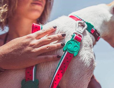 zeedog_leash_lola2_correa_perro_7898582459360.jpg